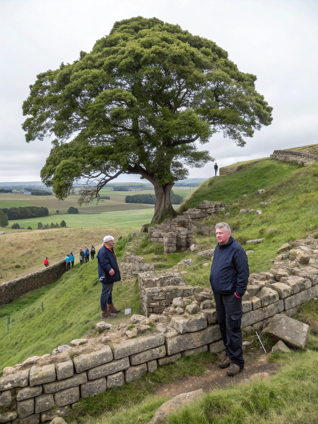 Sycamore Gap Tree Vandalism