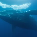 Lion’s Gate Portal 2025: How to Manifest Your True Desires (Complete Guide)